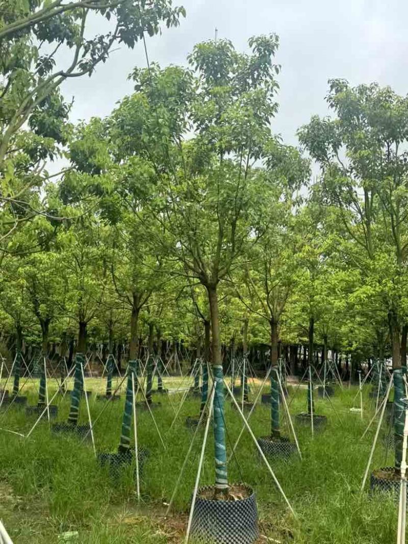 全冠香樟10-40分，各种规格，大量低价出售