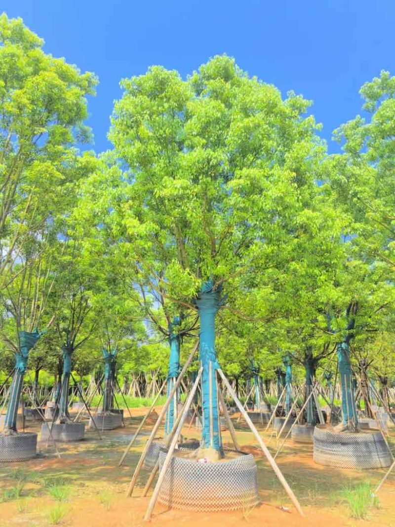 全冠香樟10-40分，各种规格，大量低价出售