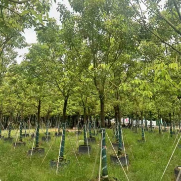 全冠香樟10-40分，各种规格，大量低价出售
