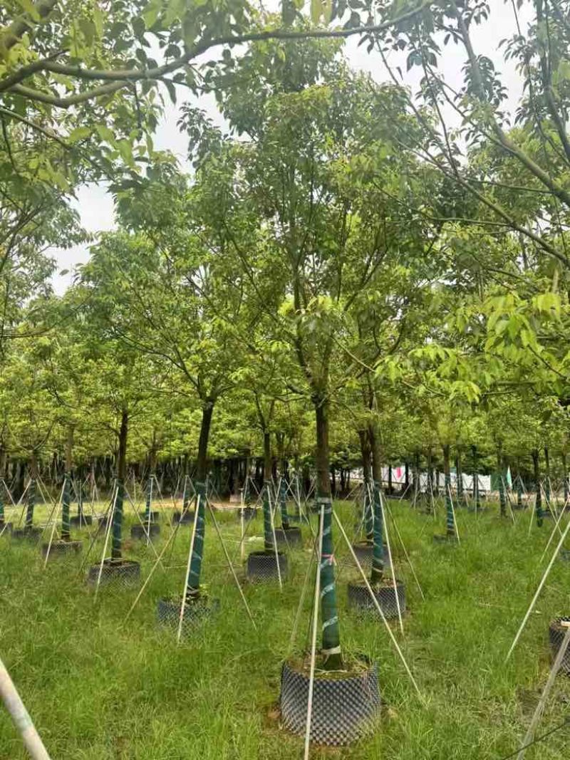 全冠香樟10-40分，各种规格，大量低价出售