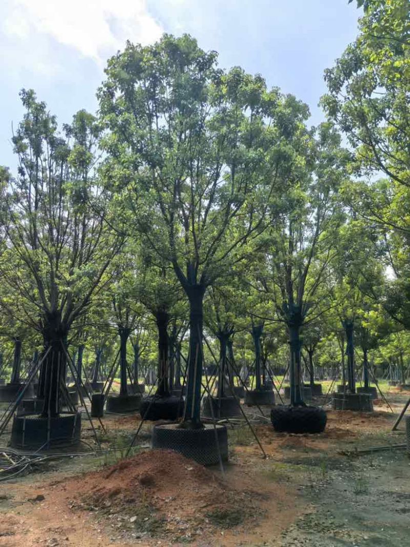 全冠香樟10-40分，各种规格，大量低价出售