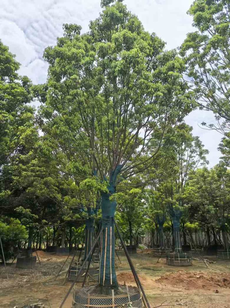 全冠香樟10-40分，各种规格，大量低价出售