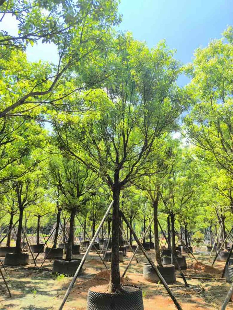 全冠香樟10-40分，各种规格，大量低价出售