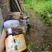 农家土蜂蜜