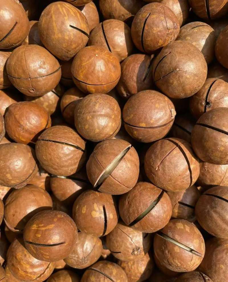 夏威夷果电商一件代发