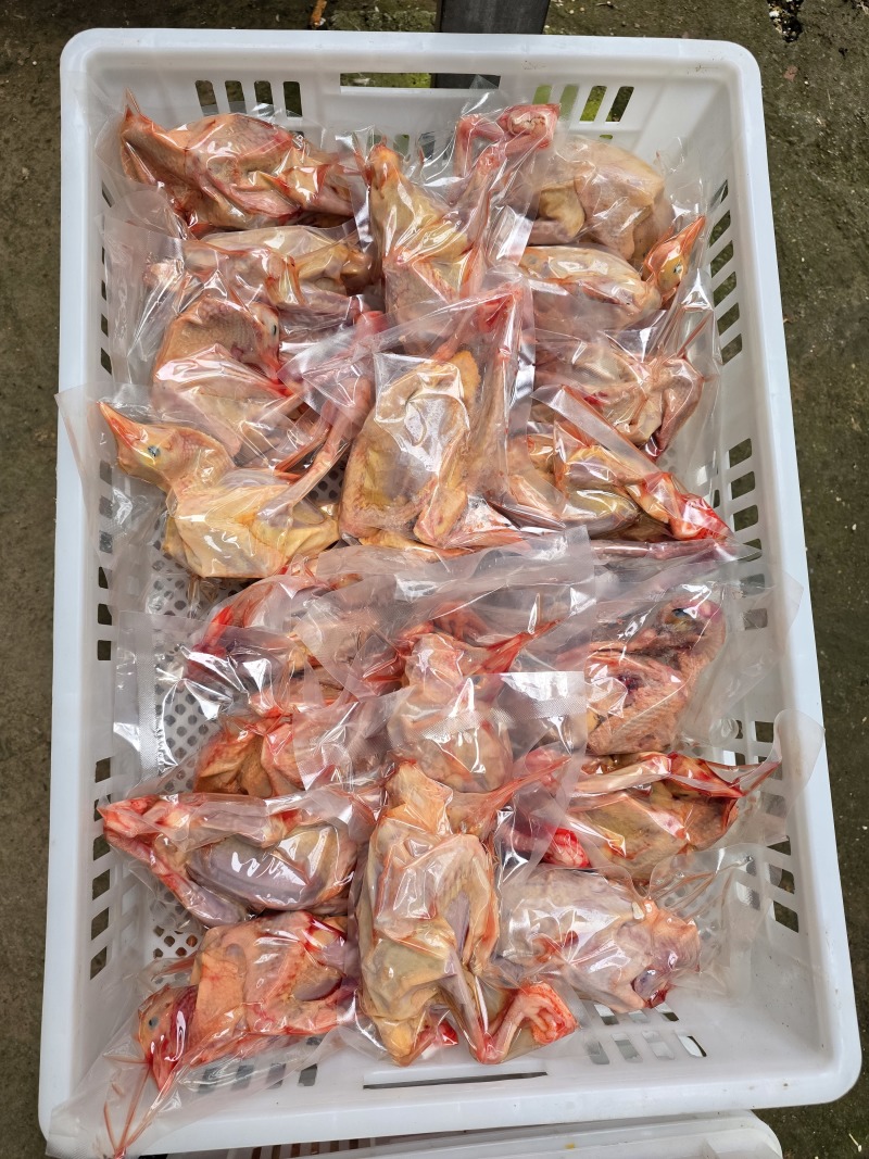 大巴山土鸽子农户散养鸽子可一件代发