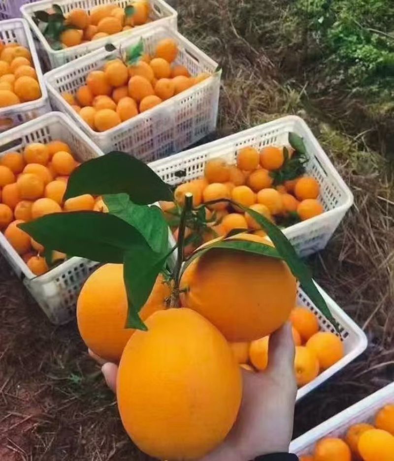 正宗赣南脐橙果园直发