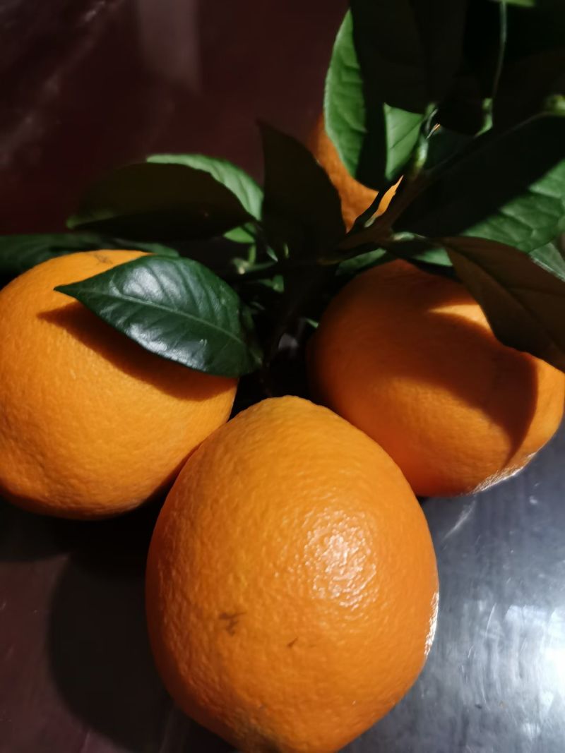 正宗赣南脐橙果园直发
