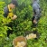 黑山黄金果