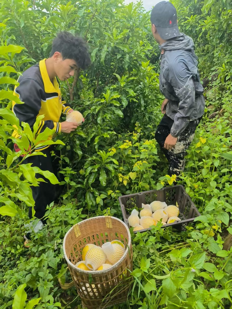 黑山黄金果