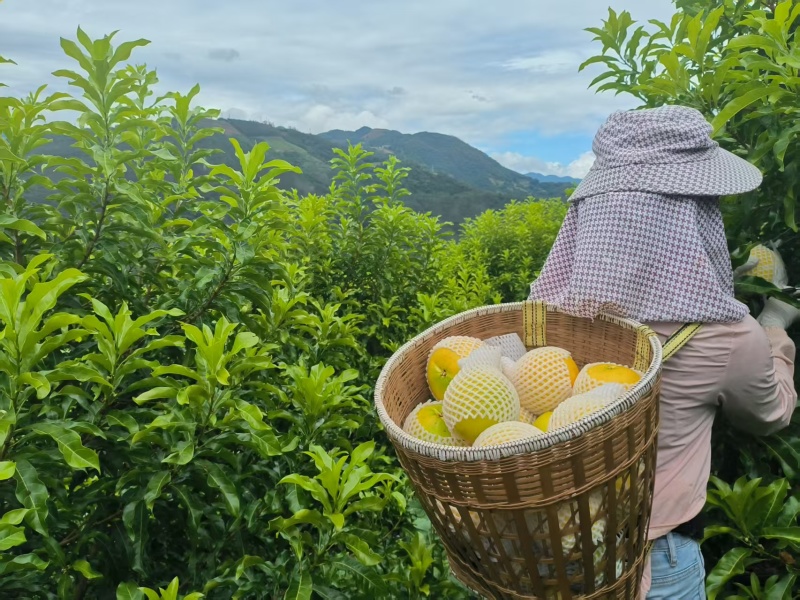 黑山黄金果