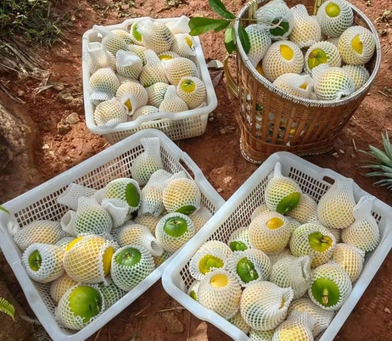 黑山黄金果