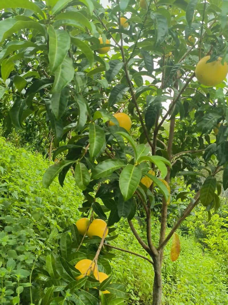 黑山黄金果