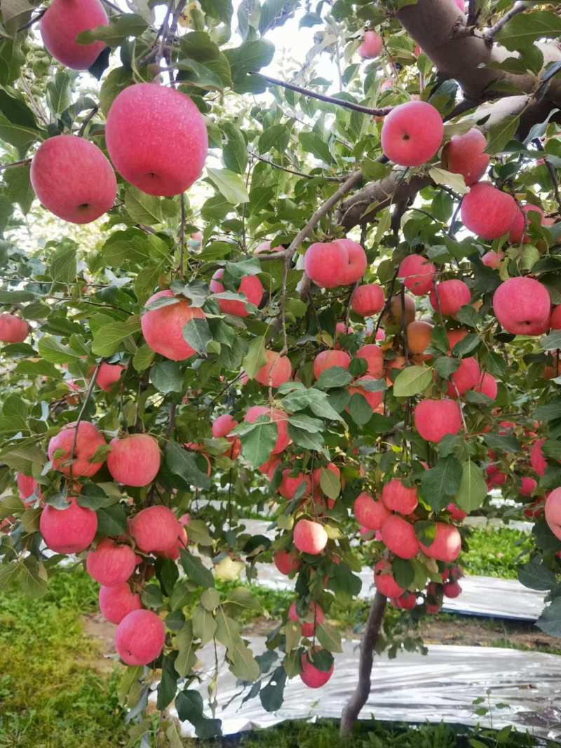新疆阿克苏冰糖心苹果