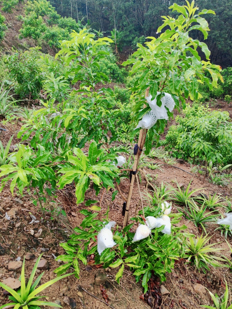 黑山黄金果