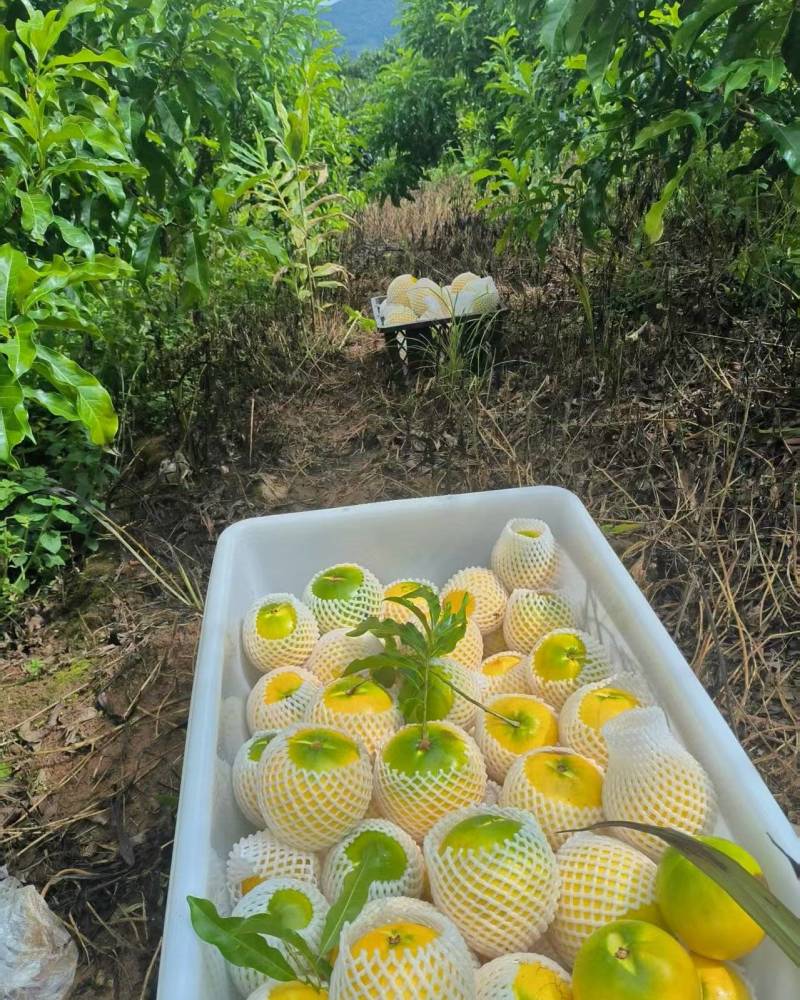 黑山黄金果