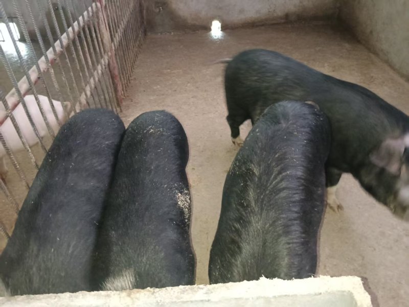 黑猪肉