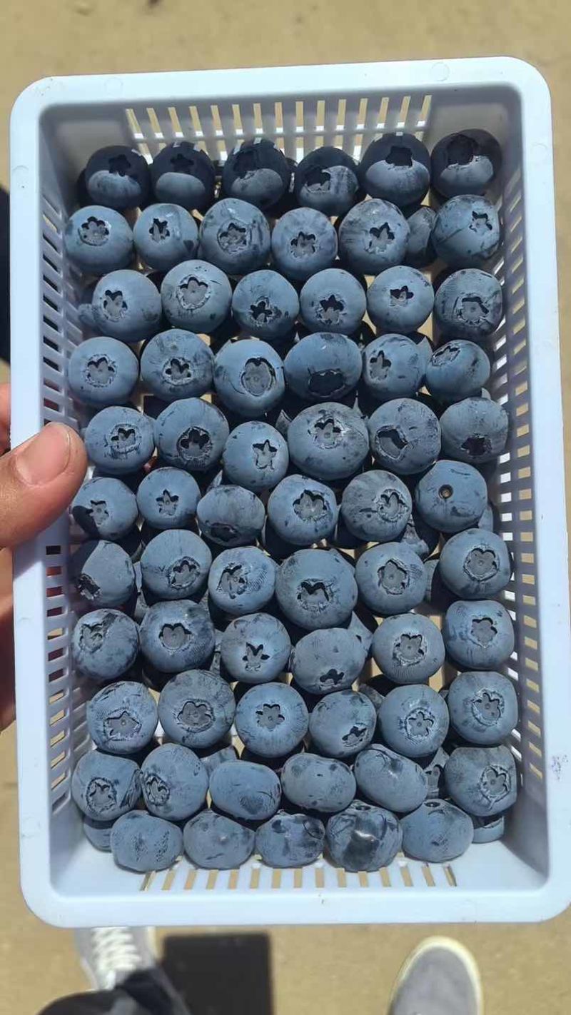山东日照莒县蓝莓