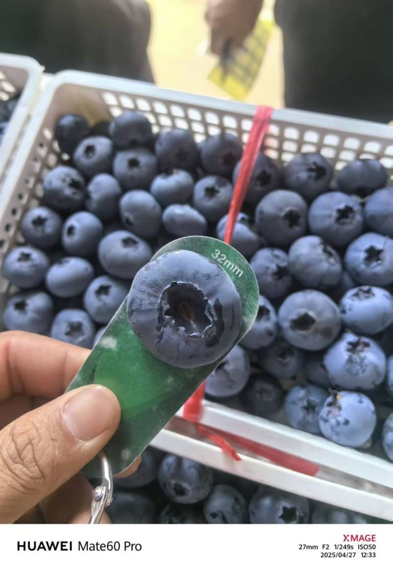 山东日照莒县蓝莓