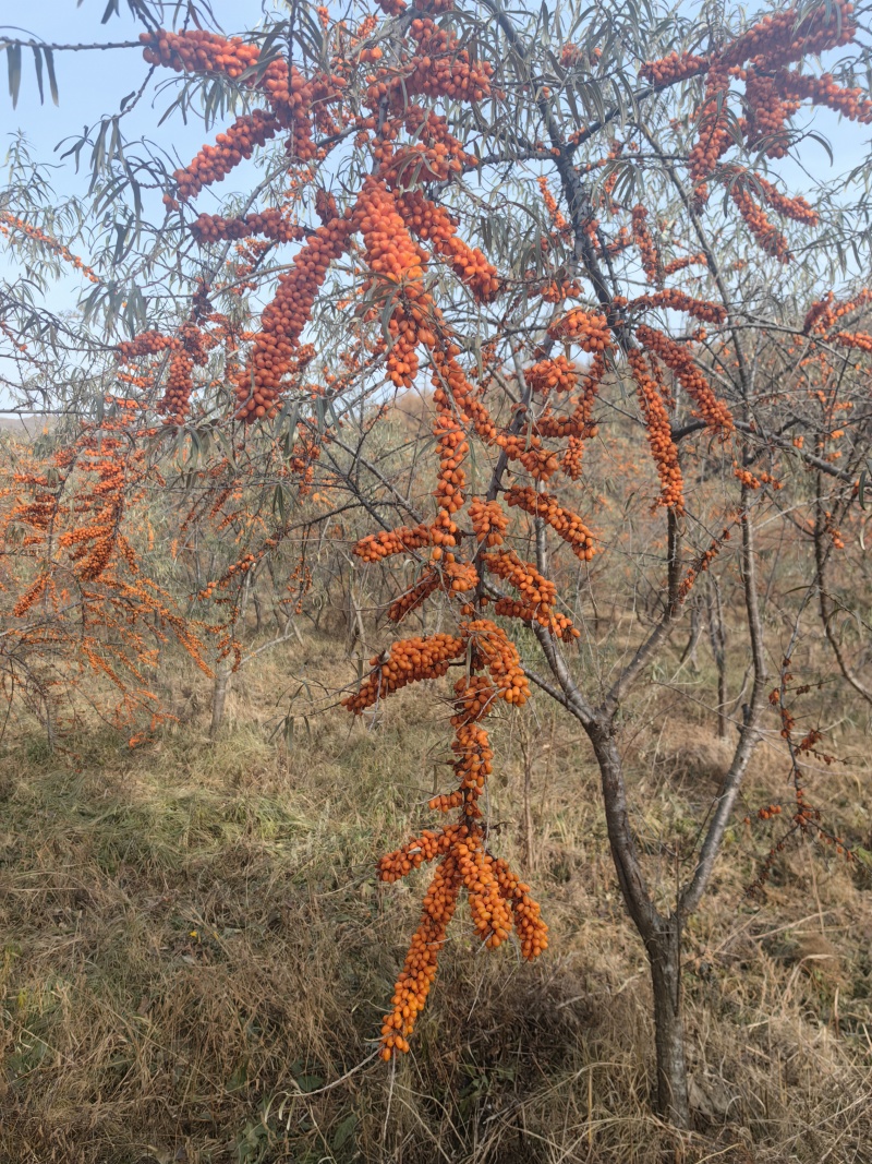 大果沙棘果