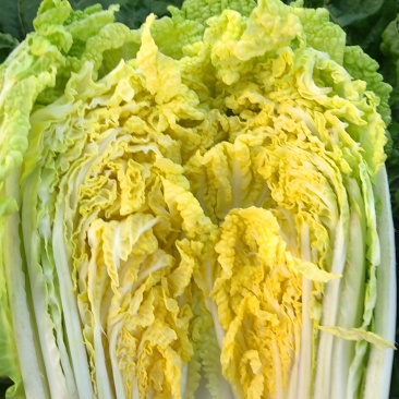 娃娃菜