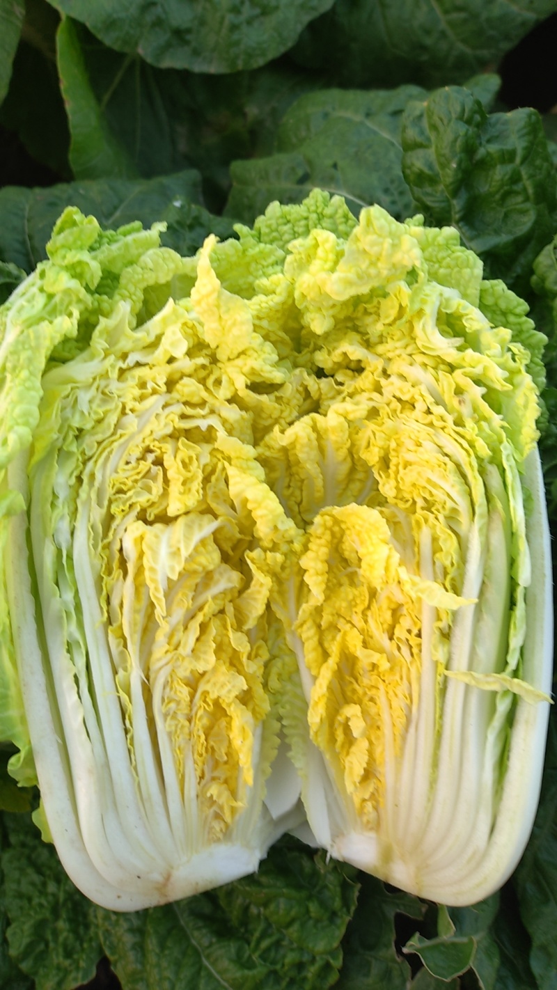 娃娃菜