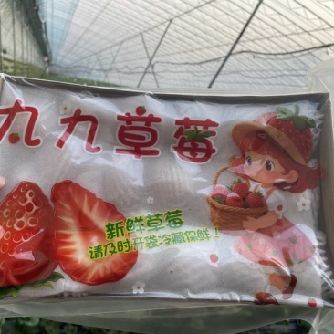 辽宁丹东东港九九草莓
