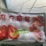 辽宁丹东东港九九草莓