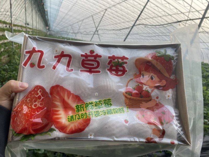 辽宁丹东东港九九草莓