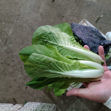 毛白菜，小白菜，水白