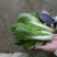 毛白菜，小白菜，水白