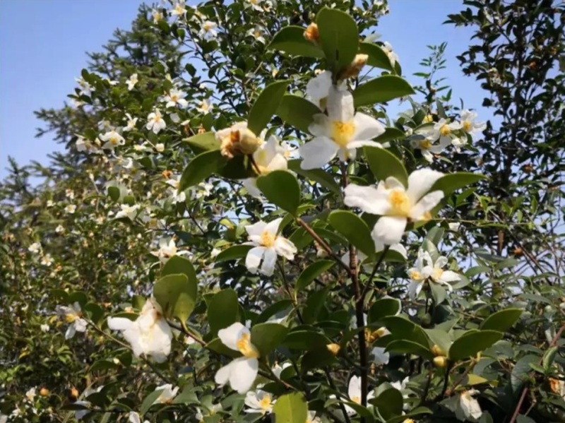 山茶油