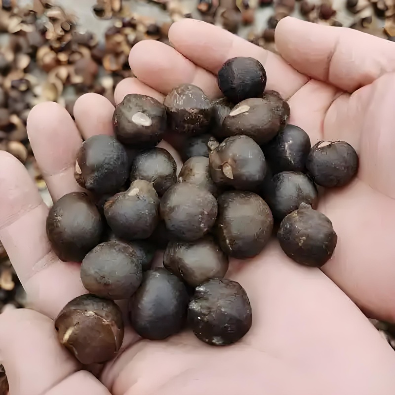 山茶油
