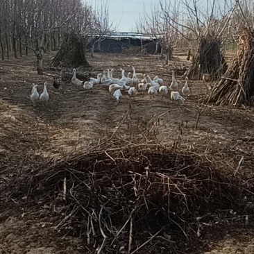 白鹅三花都是半年以上到2年的大鹅