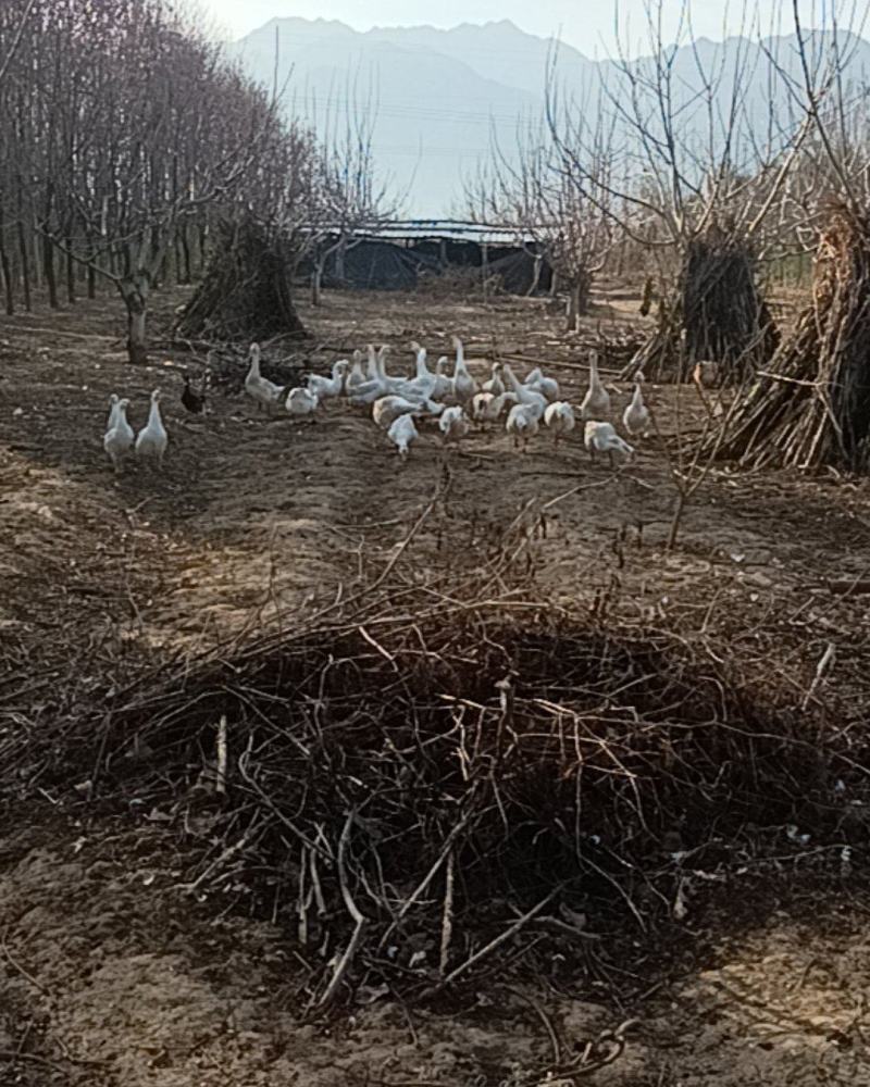 白鹅三花都是半年以上到2年的大鹅