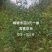 贵州优质蜂糖李树苗，一年苗