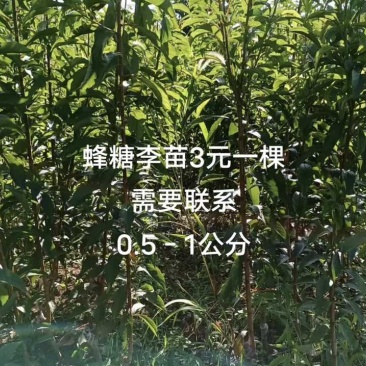 贵州优质蜂糖李树苗，一年苗