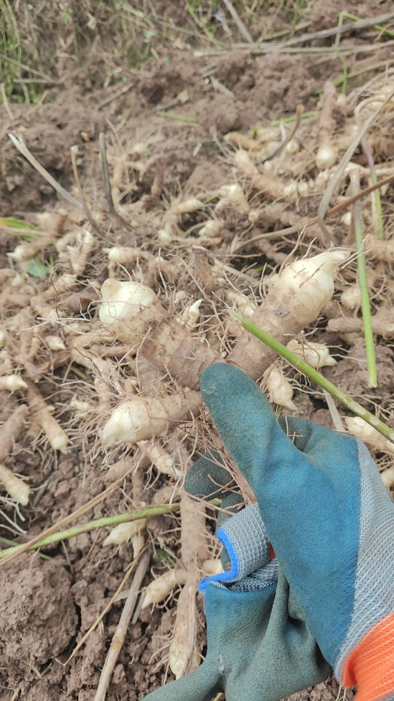 玉竹鲜货，玉竹干片