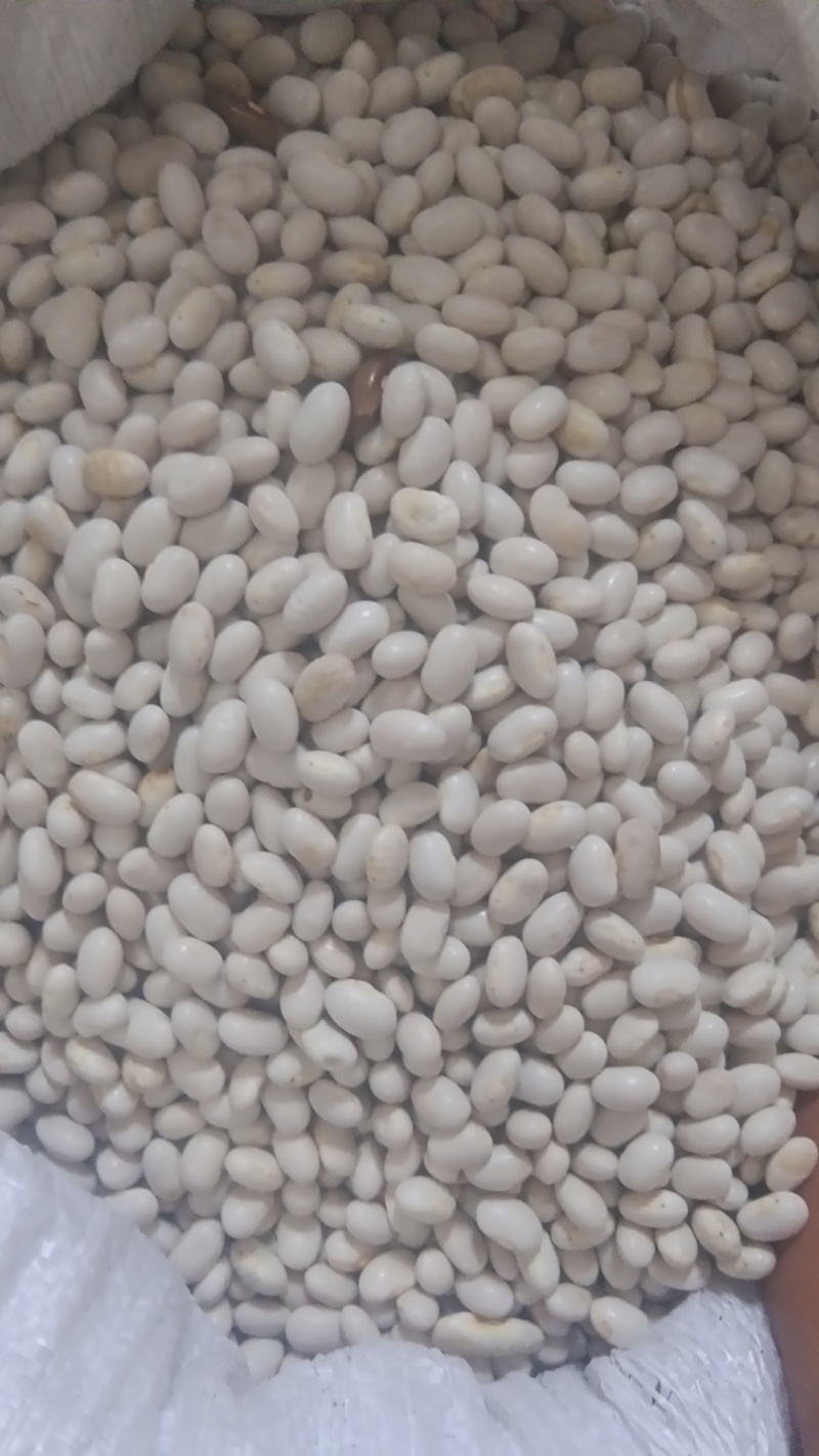 白金豆米