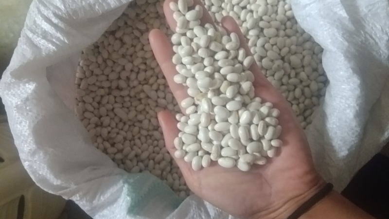 白金豆米