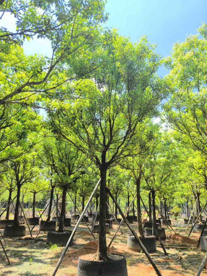 全冠香樟10-35分，大量低价出售