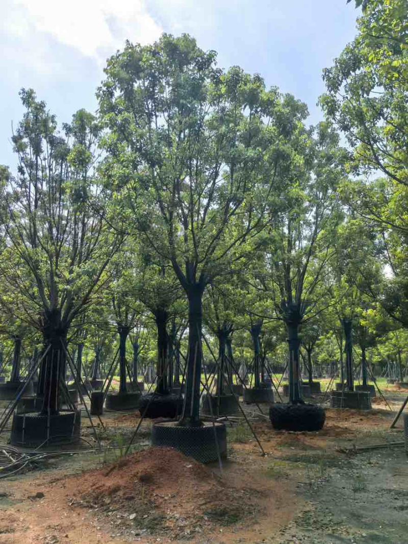 全冠香樟10-35分，大量低价出售