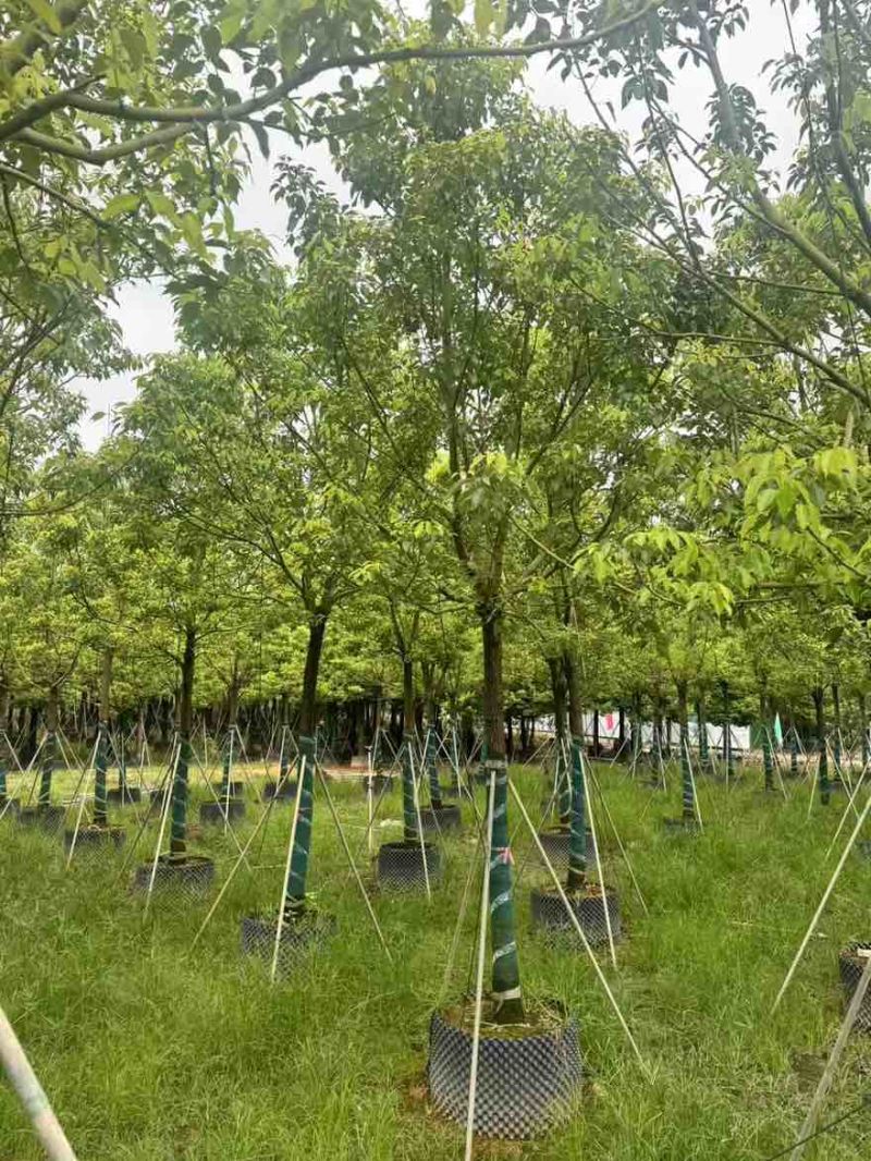 全冠香樟10-35分，大量低价出售