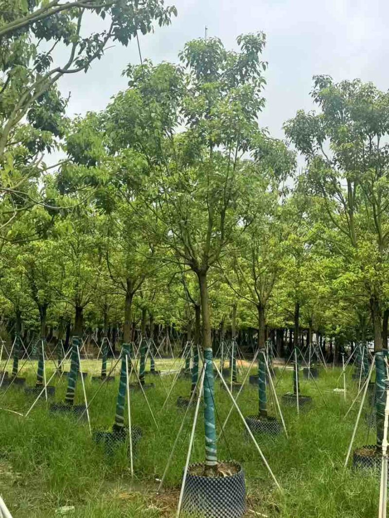 全冠香樟10-35分，大量低价出售