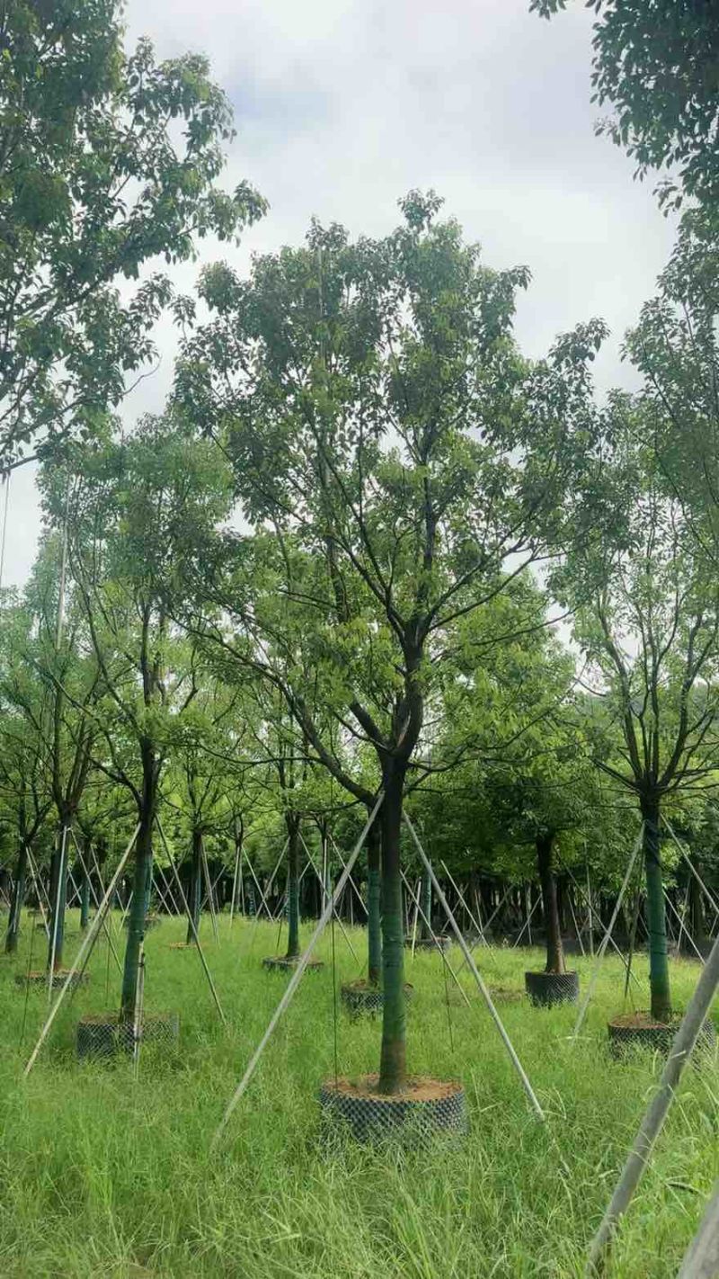 全冠香樟10-35分，大量低价出售
