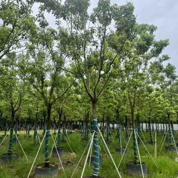 全冠香樟10-35分，大量低价出售