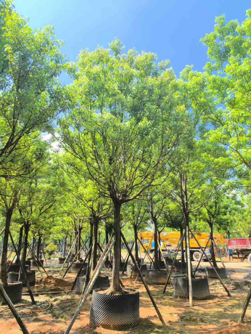 全冠香樟10-35分，大量低价出售
