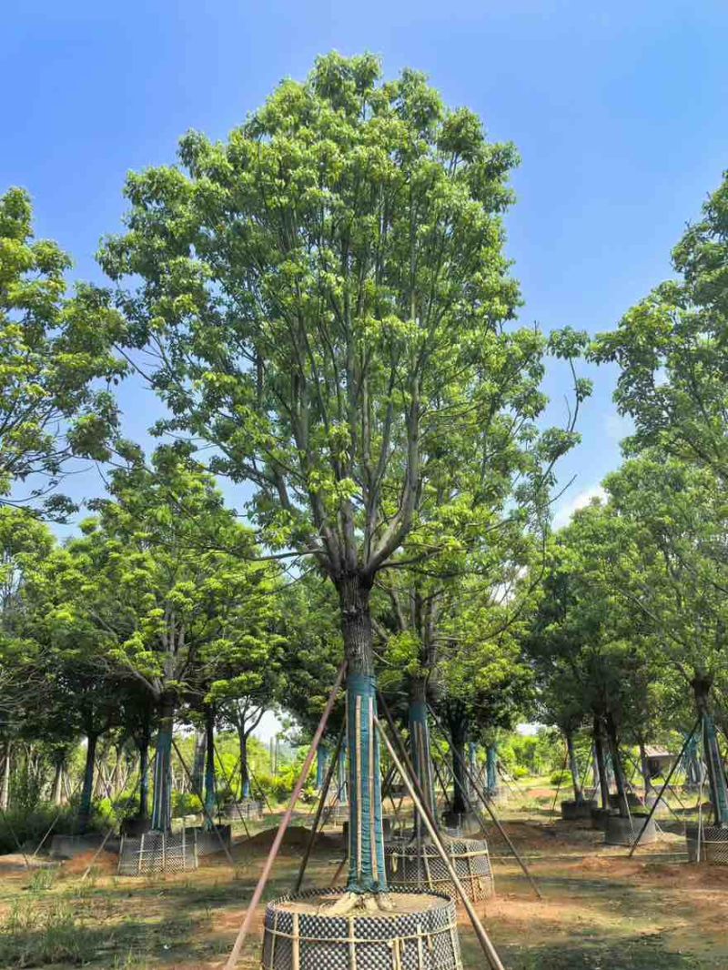 全冠香樟10-35分，大量低价出售