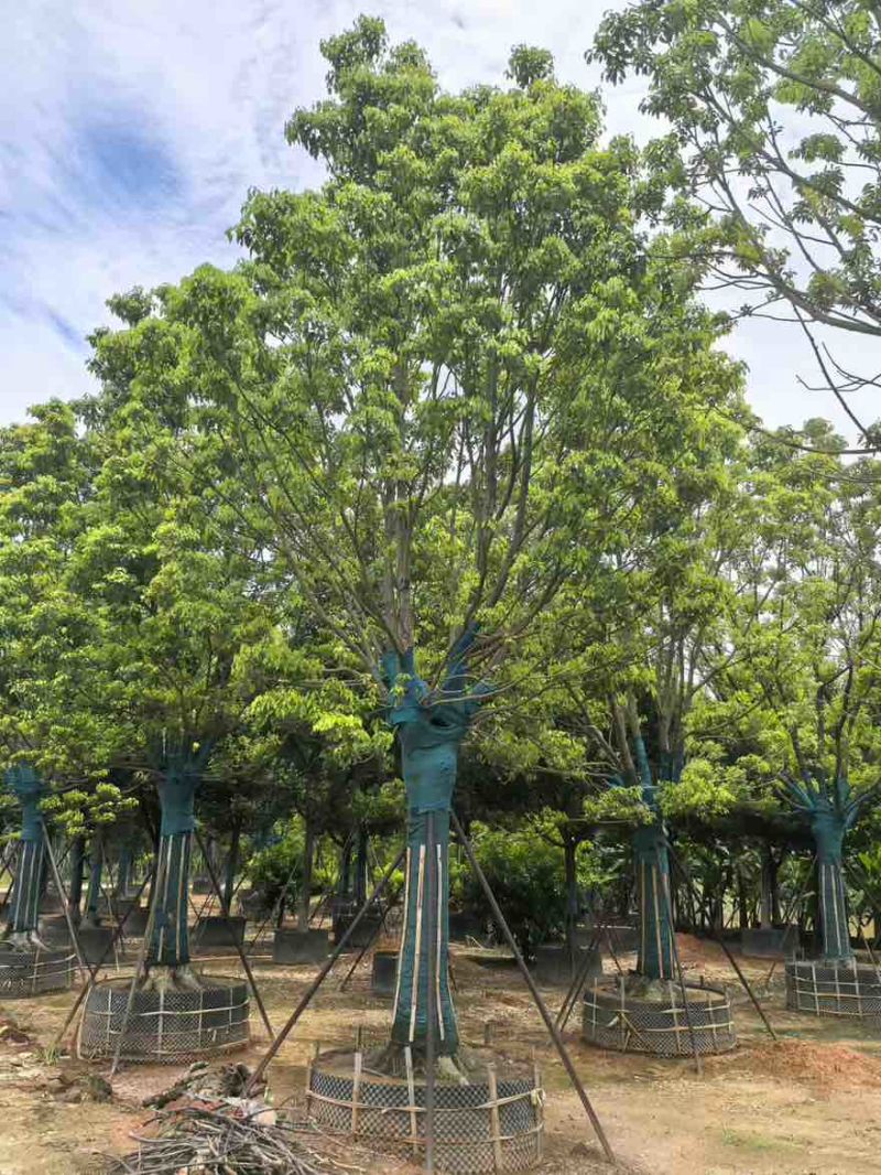 全冠香樟10-35分，大量低价出售