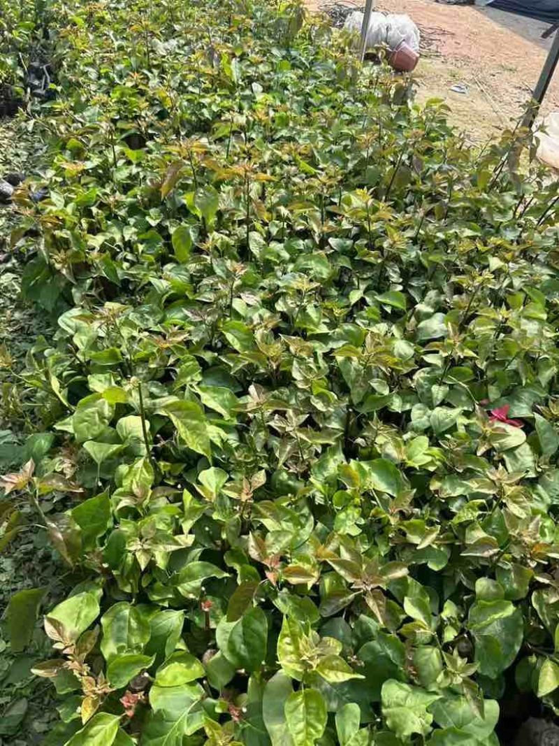 三角梅15-30，各种规格，大量低价出售